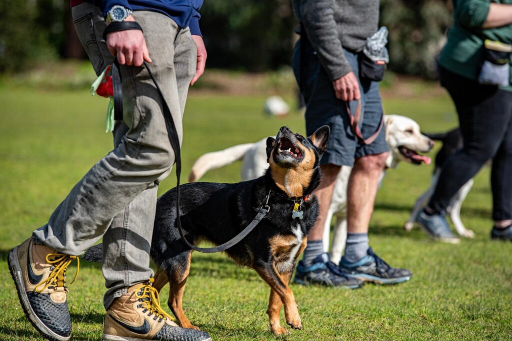 Puppy Training - positive reinforcement