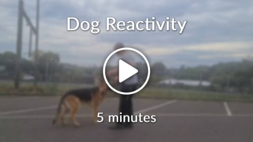 Dog Reactivity