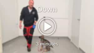 Dog Training Courses Online