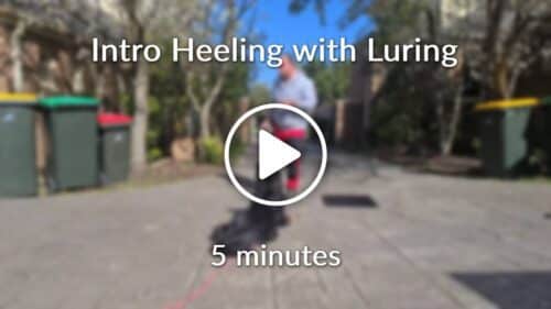 Intro Heeling with Luring