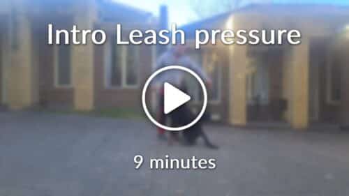 Intro Leash pressure