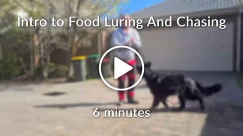 Intro to Food Luring And Chasing