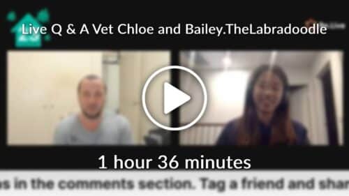 Live Q A Vet Chloe and Bailey