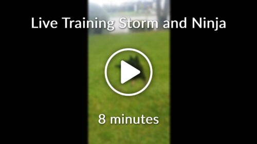 Live Training Storm and Ninja