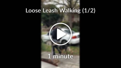 Loose Leash Walking