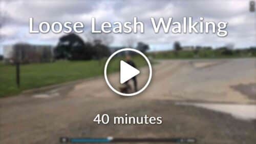 Loose Leash Walking