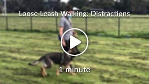 Loose Leash Walking