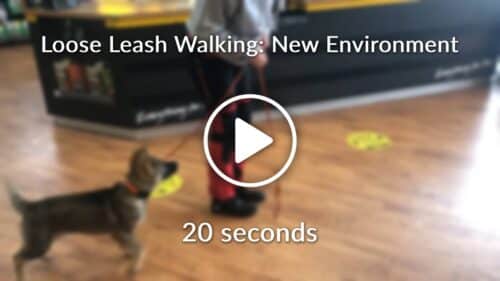 Loose Leash Walking