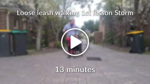 Loose Leash Walking