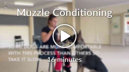 Muzzle Conditioning