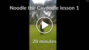 Noodle the Cavoodle lesson