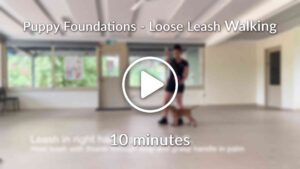 Puppy Foundations Loose Leash Walking