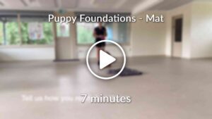 Puppy Foundations