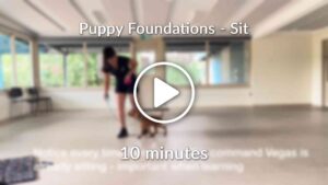 Puppy Foundations