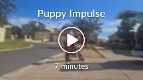 Puppy Impulse