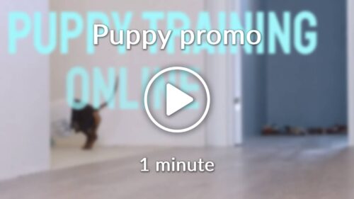 Puppy promo