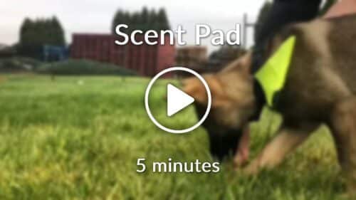 Scent Pad