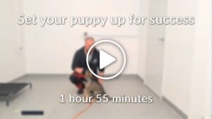 Set your puppy up for success