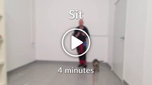 Online Dog Training