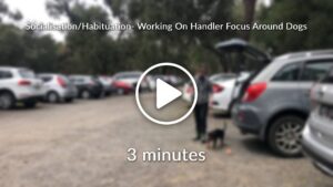 Socialisation Habituation Working On Handler Focus Around Dogs