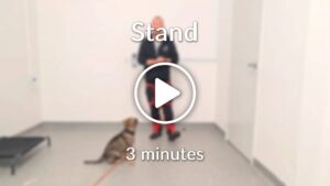 Online Dog Training