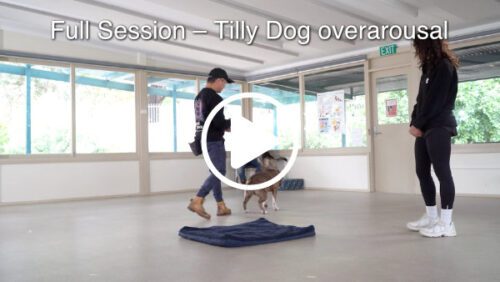 Tilly Dog overarousal