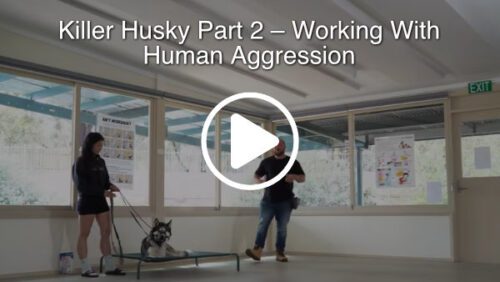 Working With Human Aggression