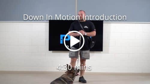 Online Dog Training