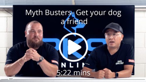 Myth Busters Get your dog a friend