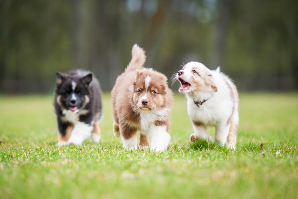 Puppy Training - How to Socialise Your Puppy to New Experiences