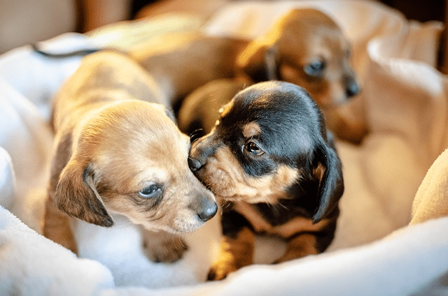 Puppy Training - How to Socialise Your Puppy to New Experiences