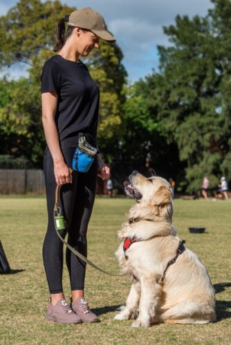 Puppy Training - positive reinforcement