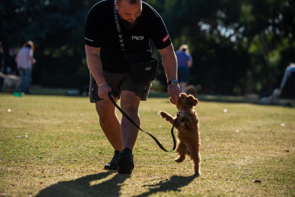 Puppy Training - positive reinforcement