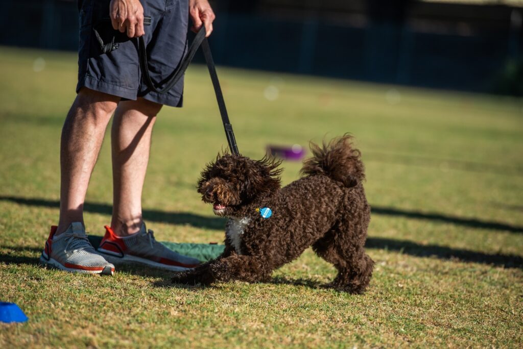 Puppy Training - positive reinforcement