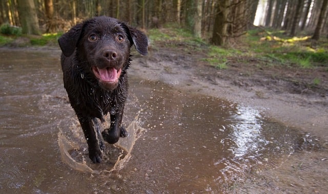 Puppy - Establishing Routine for Your Puppy: Tips for Busy Dog Owners