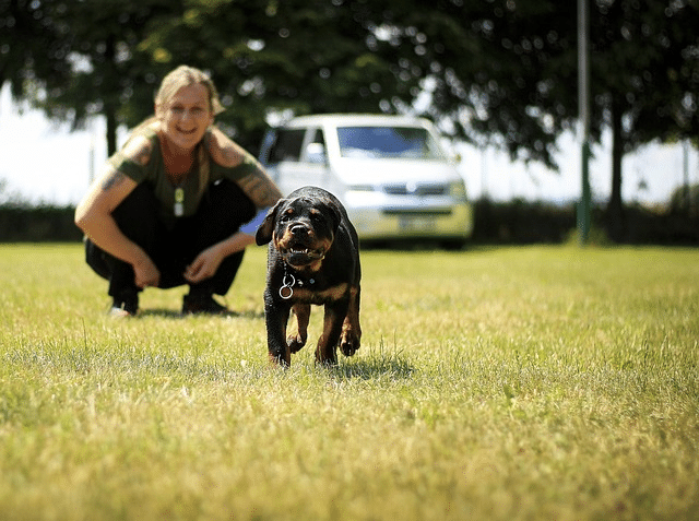 Puppy - Establishing Routine for Your Puppy: Tips for Busy Dog Owners