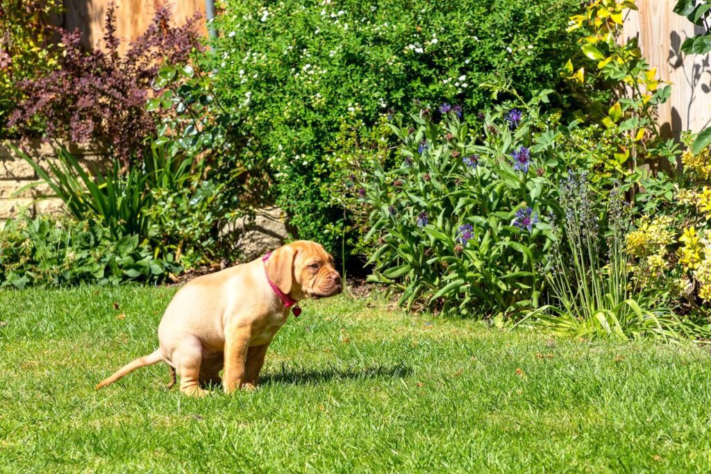 Puppy - Establishing Routine for Your Puppy: Tips for Busy Dog Owners