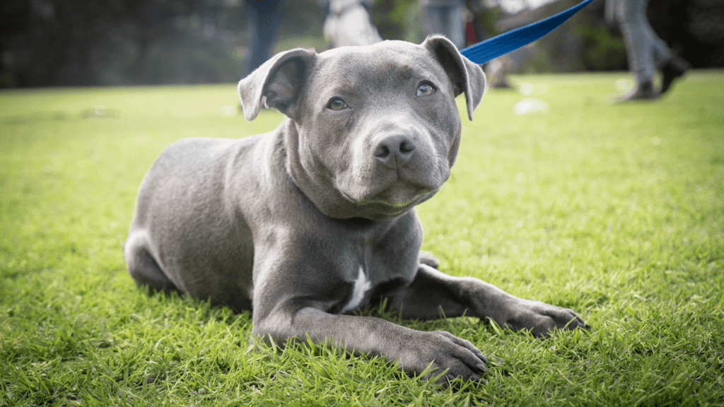 Puppy - How to Introduce Your Puppy to Your Home: A Step-by-Step Guide